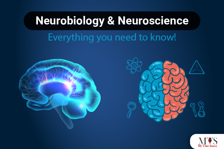 Neurobiology & neuroscience: everything you need to know!